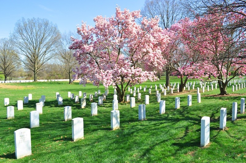 деревья на кладбище