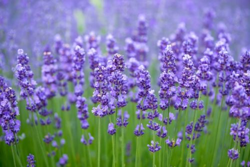 lavanda